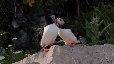 Cute-Atlantic-puffin-couple-bird-loving-each-other-on-a-rock-at-sunset