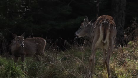 whitetail-doe-deer-and-her-baby-fawn-at-forest-edge