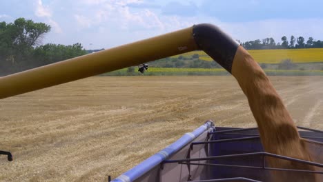 A-combine-harvester-unloads-fresh-wheat-grains-into-a-tractor-after-harvesting-wheat-crops-fields-during-the-summer-in-Ukraine
