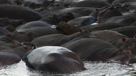 Grupo-Grande-De-Hipopótamos-Empacados-Juntos-Relajándose-En-Una-Piscina,-Serengeti-N