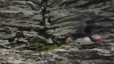 Cute-Atlantic-puffin-bird-flying-away-from-cliff-wall-in-medium-shot