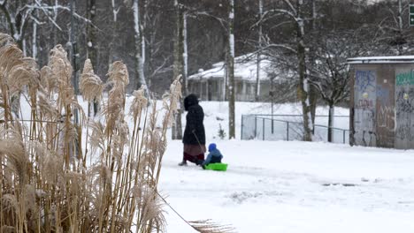 Woman-pulling-her-child-in-plastic-sledge-on-white-snow,-distance-handheld-view
