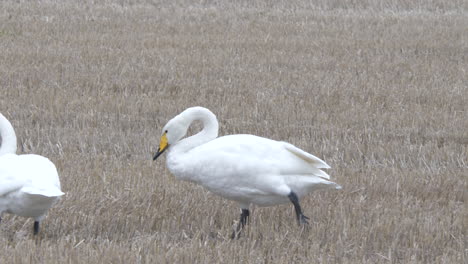 attentive-Swans-walking-on-meadow