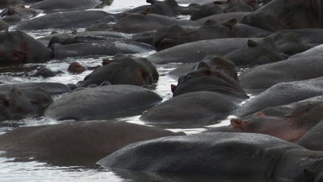 Grupo-Grande-De-Hipopótamos-Empacados-Juntos-Relajándose-Y-Bostezando-En-Una-Piscina,-Serengeti-N