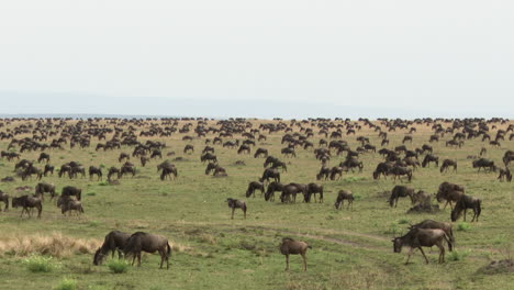 Blue-Wildebeest-big-herd-migrating-over-the-Serengeti-plains,-Tanzania