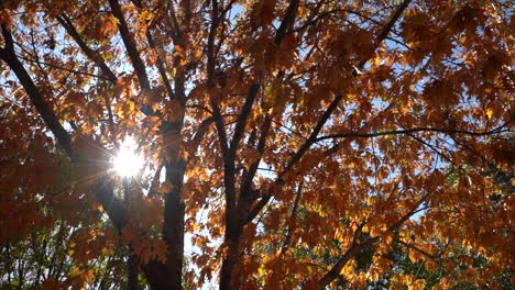 Sunbeams-through-autumn-foliage-of-trees
