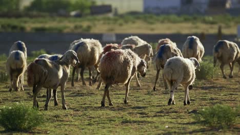 Group-of-sheep-grazing-in-paddock-at-farm