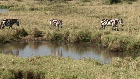 Plains-Zebra-walking-in-line-along-a-small-pond,-one-stops-to-look-at-camera