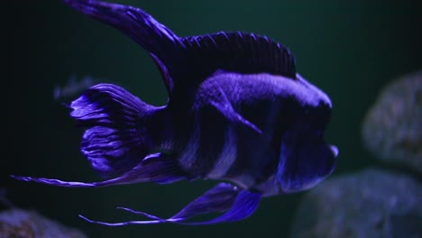 Big-neon-blue-ornamental-fish-moving-in-slow-motion-in-dark-environment