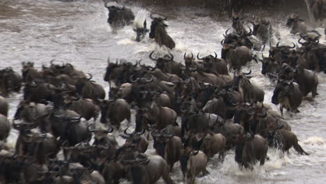 Blue-Wildebeest-crossing-the-Mara-river,-Serengeti-N