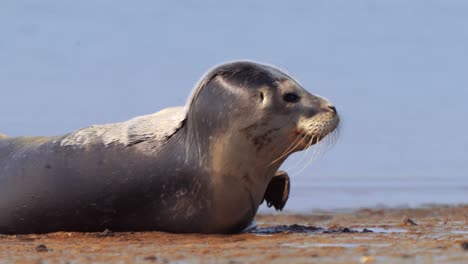 seals-lie-down-and-bask-on-waterless-land