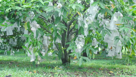 Water-apple-tree-with-green-leaves-and-fruit-wrapped-in-plastic,-full-shot