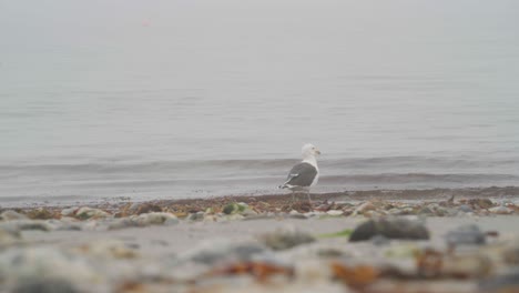 A-Seagull-Seen-Walking-Alone-Along-The-Coastline-Of-The-Island-Donna,-Nordland,-Norway