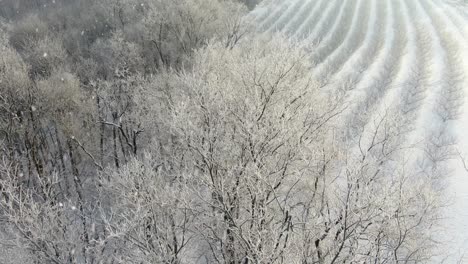 La-órbita-Aérea-Revela-árboles-Cubiertos-De-Nieve-Y-Hielo-Durante-Una-Tormenta-De-Nieve