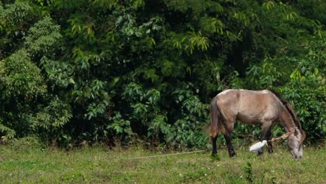 A-horse-with-a-rope-around-its-neck-grazing-during-a-sunny-and-windy-day-followed-by-a-Cattle-Egret-at-a-grassland-in-Thailand