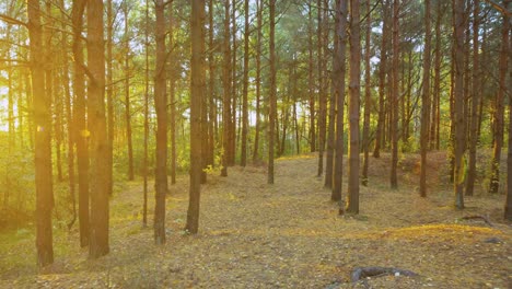 Sich-Langsam-Bewegender-Sonnenuntergangsschuss-Des-Herbstwaldes-In-Osteuropa
