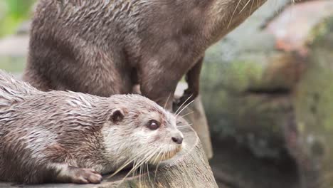 Close-up-of-captive-Asian-Small-Clawed-otter-in-sunny-day