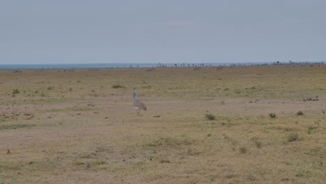 a-large-secretary-bird-walks-calmly-through-the-grass-of-the-savannah-in-kenya