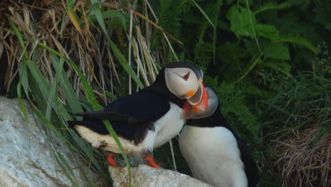 Atlantic-puffin-couple-bird-caring-and-loving-each-other-in-close-up