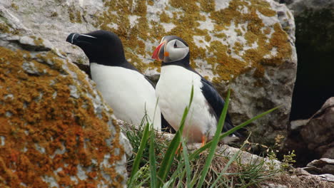 Atlantic-puffin-bird-cleaning-his-feathers-with-razorbill-couple-behind