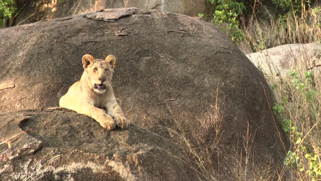 African-lion-juvenile-male-on-Kopje,-looking-around,Serengeti,-Tanzania