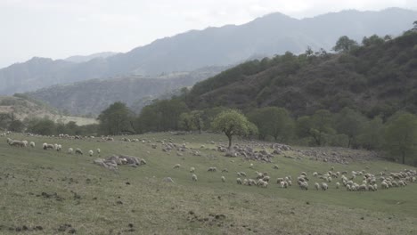High-angle-shot-over-a-herd-of-sheeps-grazing-over-grasslands-along-mountain-slope-at-daytime