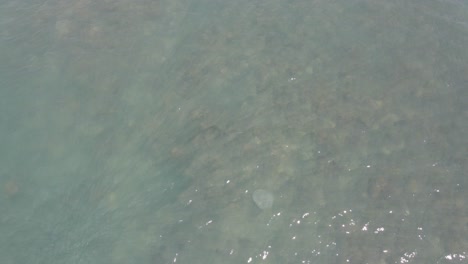 Luftaufnahme-Des-Stachelrochens-Schwimmt-über-Dem-Korallenriff-In-Thornton-Beach-In-Queensland,-Australien