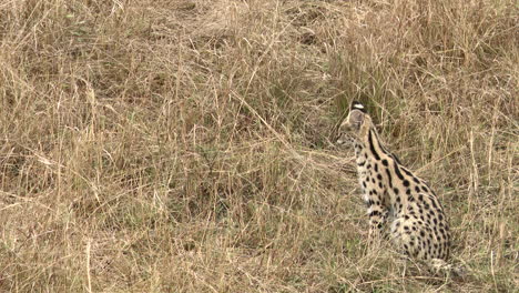 Serval-juvenile-looking-around-while-sitting-in-high-grasses