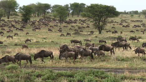 Blue-Wildebeest-big-herd-migrating-over-the-Serengeti-plains,-Tanzania