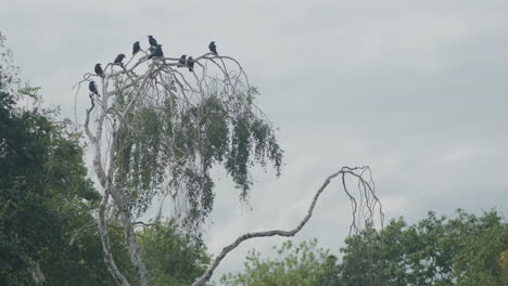 Un-Asesinato-De-Cuervos-En-Un-árbol-Retorcido,-Grajillas