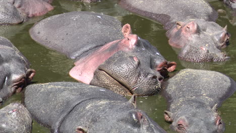 Hippo-big-group-packed-together-relaxing-in-a-pool,-Serengeti-N