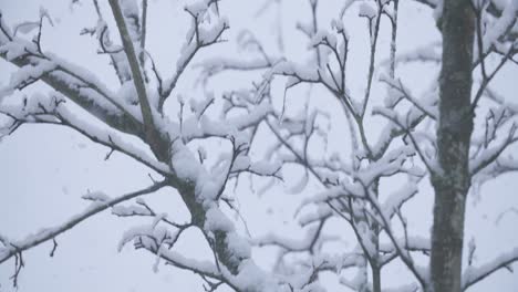 Zeitlupenschwenk-Auf-Einen-Baum-Bei-Starkem-Schneefall-Landung-Auf-Einem-Ast-Mit-Unscharfen-Scheinwerfern-Im-Hintergrund