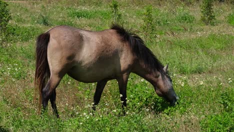A-brown-horse-facing-to-the-rght-while-grazing-at-a-farmland-in-Thailand