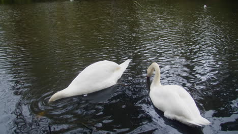 Cisnes-Buceando-En-El-Agua-Buscando-Comida-En-El-Parque-De-Vida-Silvestre-Boscawen-En-Truro,-Inglaterra