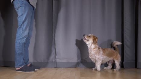 Male-Cavachon-Dog-Excited-To-Get-Its-Treat---wide-shot