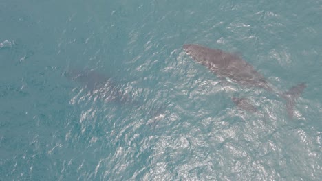 Buckelwale-Schwimmen-Unter-Dem-Meer,-Sichtbar-Auf-Klarem-Wasser-In-Gold-Coast,-Australien