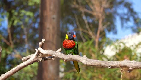 A-lone-rainbow-lorikeet-perched-on-a-tree-branch-in-the-forest