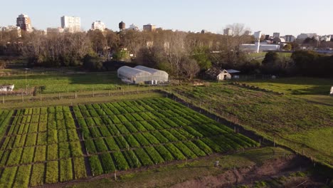 Vegetable-plot-and-greenhouse-in-farm-at-sunset-with-city-buildings-in-background,-Buenos-Aires