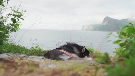 Perro-Malamute-De-Alaska-Descansando-Junto-Al-Hermoso-Lago-De-Montaña-En-Segla-En-La-Isla-Senja,-Noruega