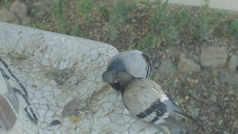 Taubenvögel-Beißen-Und-Küssen