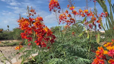 Las-Mariposas-Polinizan-El-Arbusto-De-Salvia-Mexicano-Con-Flores-De-Color-Naranja-Brillante