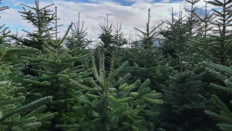 Forwarding-shot-of-a-plantation-of-green-christmas-fir-trees-in-a-Christmas-tree-forest-on-a-cloudy-day