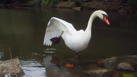 Un-Hermoso-Cisne-Blanco-Parado-A-Orillas-Del-Lago-En-Un-Parque