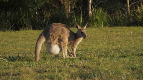 Eastern-Grey-Kangaroo-With-Joey-On-Pouch-Feeding-On-The-Grass-Field---Sunny-Day-At-Kangaroo-Sanctuary---Queensland,-Australia