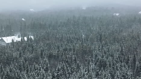 Paisaje-Invernal-Con-Fuerte-Tormenta-De-Nieve-Sobre-Un-Denso-Bosque-De-Coníferas