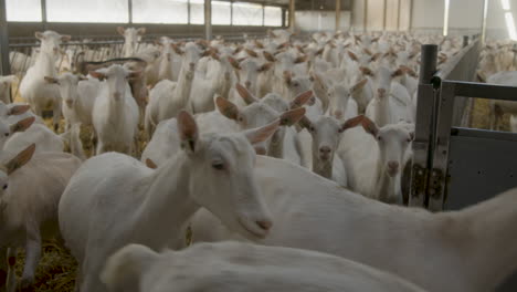 A-herd-of-goats-standing-in-a-barn-house