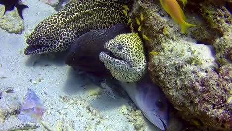 3-Moray-Eels---Giant-moray-,-hiding-in-rocks-with-leftover-fish-head-in-Indian-Ocean,-Maldives,-Asia