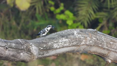 Pied-kingfisher-eating-fish-on-pond-area-