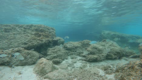Unterwasseransicht-Mittelmeerfische-Schwimmen-Auf-Dem-Riff,-Insel-Kefalonia---Griechenland