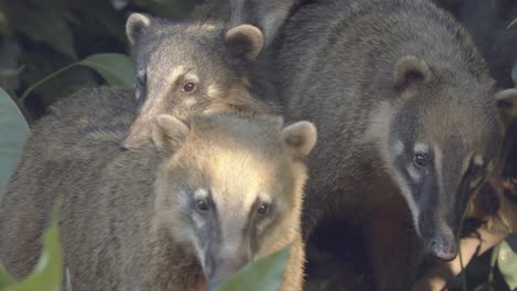 A-troop-of-South-American-Coati-cuddled-together-in-the-rainforest